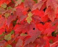 Клен червоний - Acer rubrum 