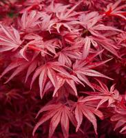 Клен японський "Скітерс брум" - Acer palmatum 'Skeeter's Broom' 