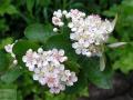 Aronia - Аронія