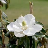 Магнолія вічнозелена "Літл Джем" - Magnolia grandiflora Little Gem