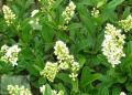 Ligustrum - Бирючина
