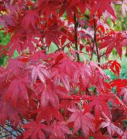 Клен японський 'Блудгуд' - Acer palmatum 'Bloodgood'