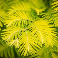 Метасеквоя гліптостробусовидна "Чуббі" - Metasequoia glyptostroboides "Chubby"