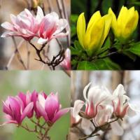 Магнолія в асортименті, мікс - Magnolia