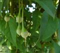 Styrax - Стіракс