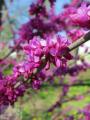 Cercis - Церсіс