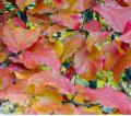Parrotia - Паротія