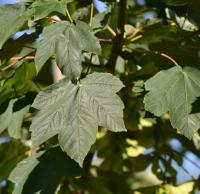 Клен-явір "Брюкхем" - Acer pseudoplatanus 'Bruchem"