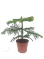 Араукарія - Araucaria