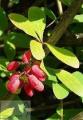 Berberis - Барбарис