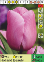 Тюльпан 'Holland Beauty`