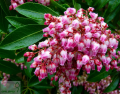 Pieris - Пієріс