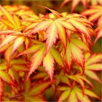 Клен японський 'Оранж Дрім' - Acer palmatum 'Orange Dream'