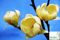 Магнолія 'Хоней Туліп' - Magnolia 'Honey Tulip'