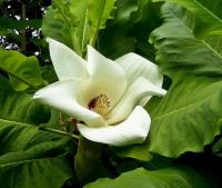 Магнолія крупнолиста - Magnolia macrophylla