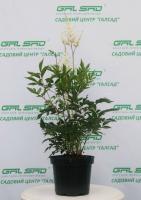 Астільба - Astilbe в асортименті