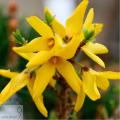 Forsythia - Форзиція