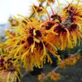 Hamamelis - Гамамеліс