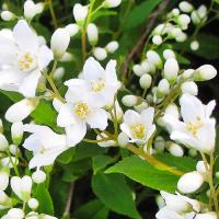 Дейція витончена "Нікко" - Deutzia gracilis 'Nikko'