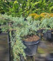 Juniperus virginiana "Hets"