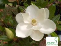 Магнолія крупноквіткова - Magnolia grandiflora