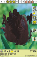 Тюльпан 'Black Parrot'