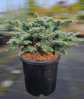 Ялиця корейська "Таня"- Abies koreana 'Tanja"