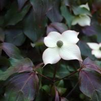 Дерен японський "Капучіно"- Cornus kousa 'Cappucino'
