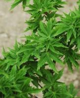 Клен японський 'Шишигашира' - Acer palmatum 'Shishigashira'