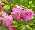 Prunus - Сакура