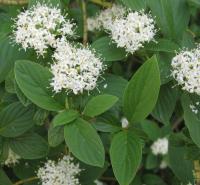 Дерен шовковистий "Флавірамеа" - Cornus sericea 'Flaviramea'