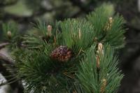 Сосна гірська - Pinus mugo