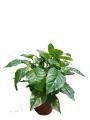 Кава арабіка - Coffea arabica