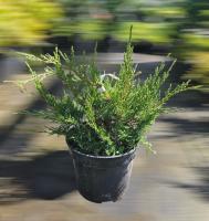 Ялівець звичайний 'Грін Карпет' - Juniperus communis 'Green Carpet'