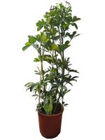 Шефлера arboricola 'Nora'