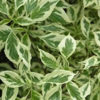 Дерен супротивнолистий "Аргентіа" - Cornus alternifolia Argentea
