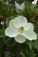 Магнолія вічнозелена "Брокенс Браун Бюті" - Magnolia grandiflora Brackens Brown Beauty