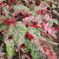 Клен очевидний 'Ред Фламінго' - Acer conspicuum 'Red Flamingo'