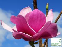 Магнолія 'Клеопатра' - Magnolia 'Cleopatra'