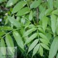 Fraxinus - Ясен
