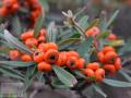Pyracantha - Піраканта