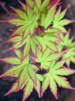 Клен японський "Сангокаку" - Acer palmatum 'Sangokaku'