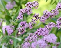  Будлея черговолиста - Buddleja alternifolia