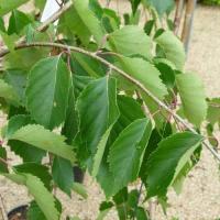 Береза корисна 'Лонг Транк' - Betula utilis 'Long Trunk'