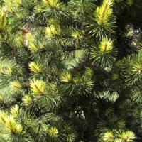 Сосна скручена "Тойлер санбьорст" - Pinus contorta "Taylors Sunburst"
