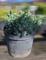 Ялівець лускатий 'Блу Стар' - Juniperus squamata 'Blue Star'