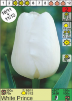 Тюльпан 'White Prince'