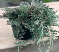 Ялівець горизонтальний 'Вілтоні' - Juniperus horizontalis 'Wiltoni'