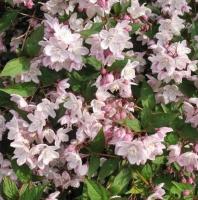 Дейція витончена "Розеум" - Deutzia gracillis Roseum