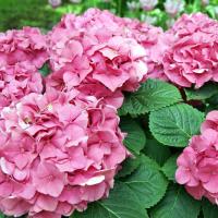 Гортензія крупнолиста 'Літл Пінк' - Hydrangea macrphylla 'Little Pink'